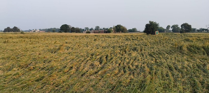naidunia_image